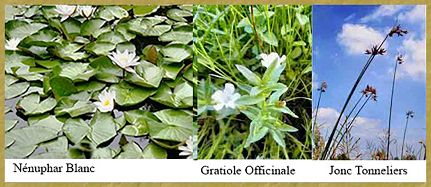 Nénuphar – Gratiole – Jonc - Histoire de Glénac Nénuphar